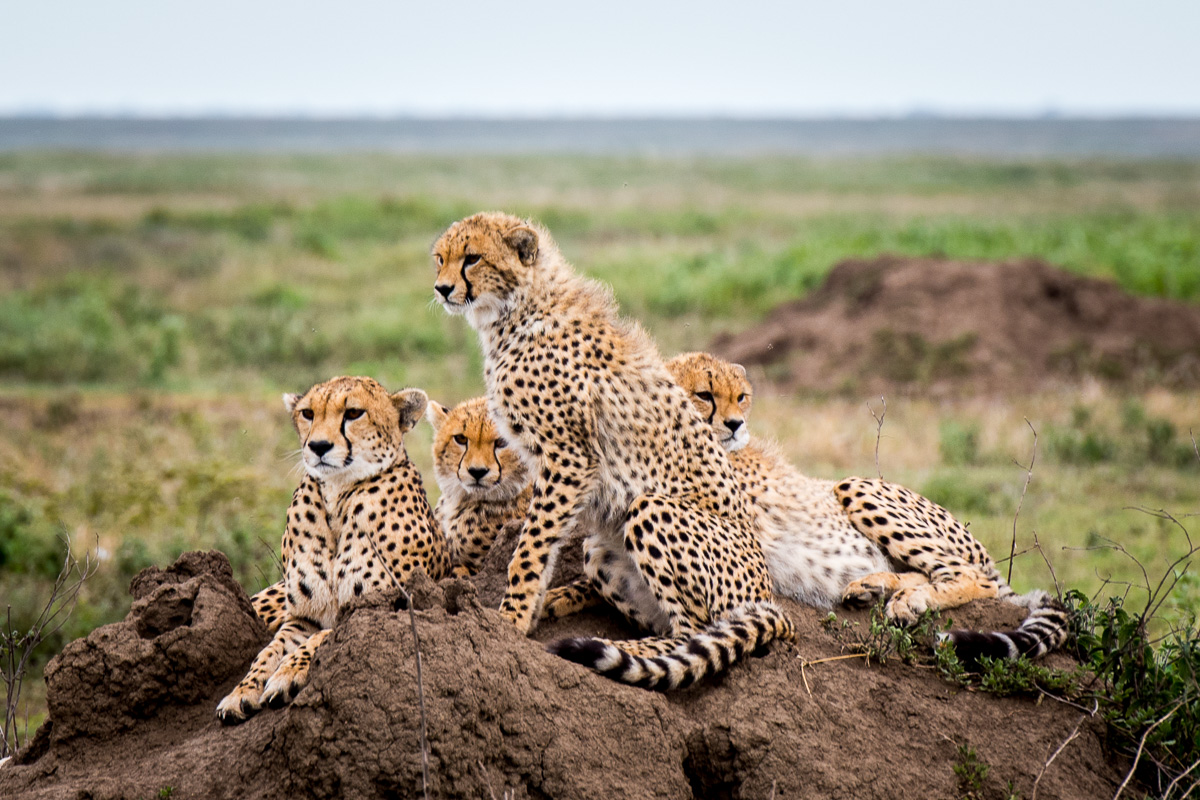 Slightly elevated, the cheetah family watches for predators as well as for their next meal.